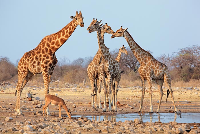 Yksityiset opastetut safarit 4x4 opastetut matkat Namibiassa