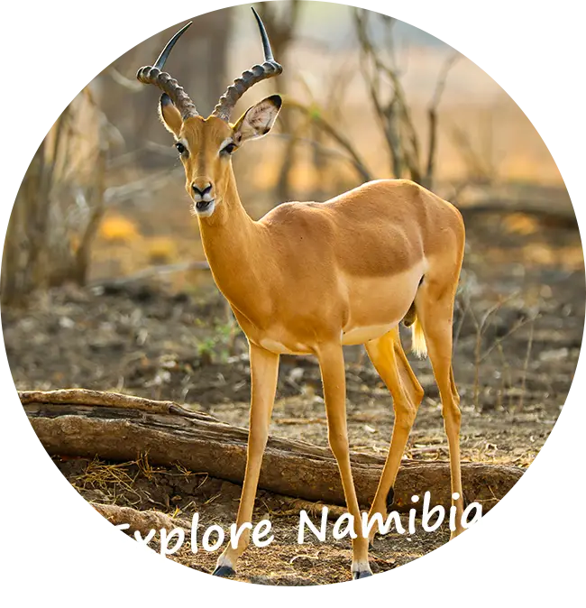 Itseajettavia safarimatkoja Namibiassa-Autovakuutus