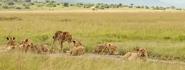 Itseajettava Namibia-lisäosa North Cultural