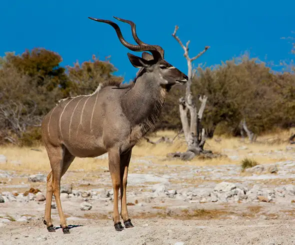 Itseajettava Namibia-lisäosa South