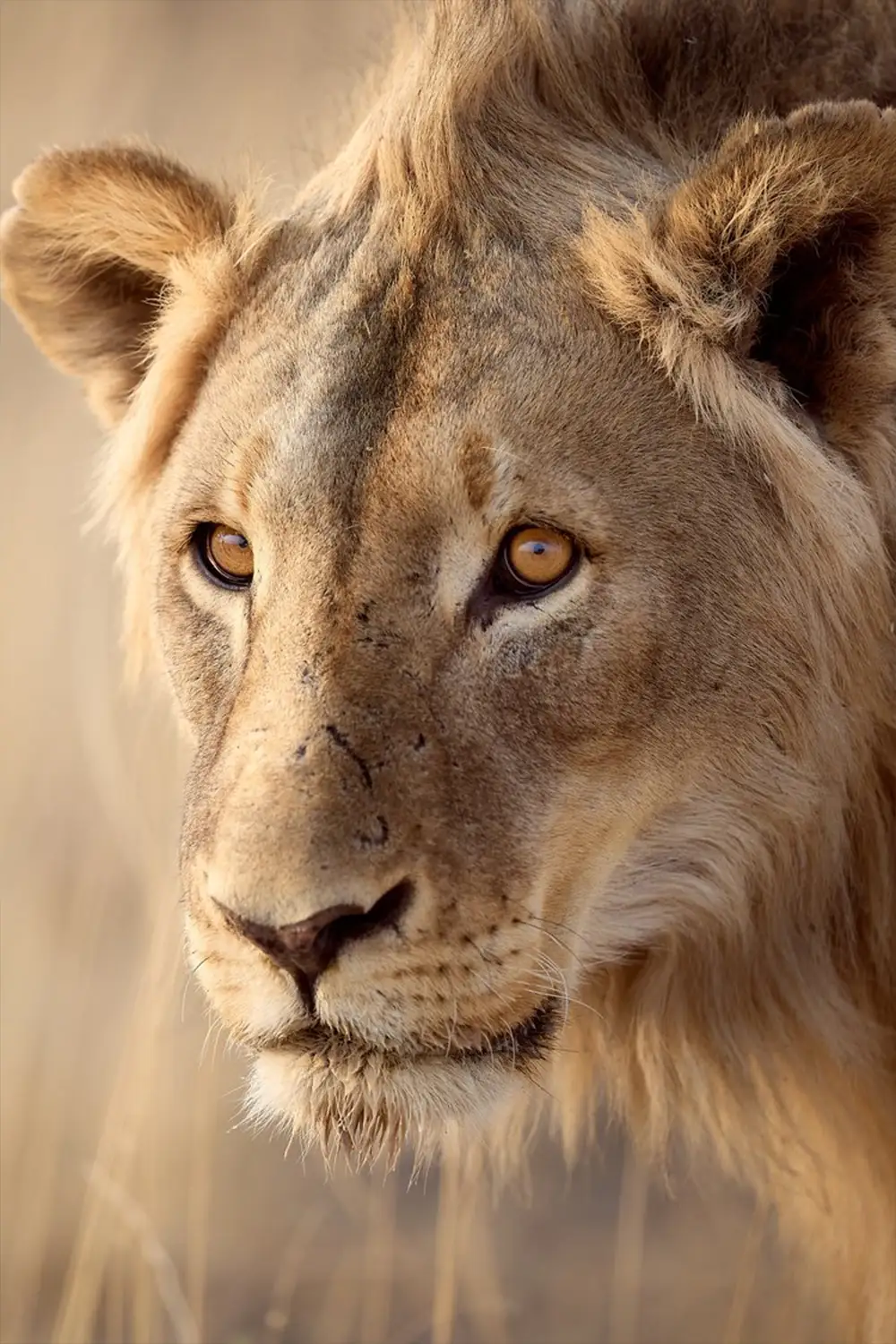 Namibia-Etoshan kansallispuisto