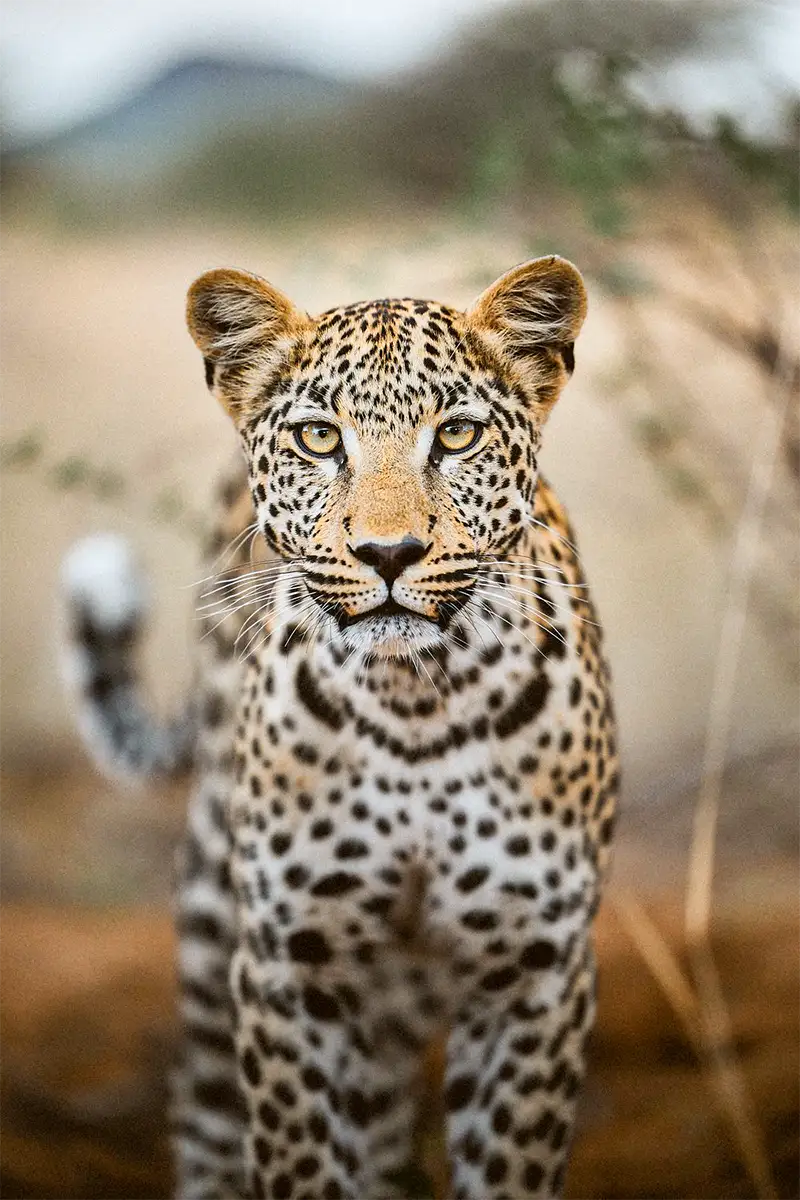 Opastettu valokuvamatka Wild Namibia
