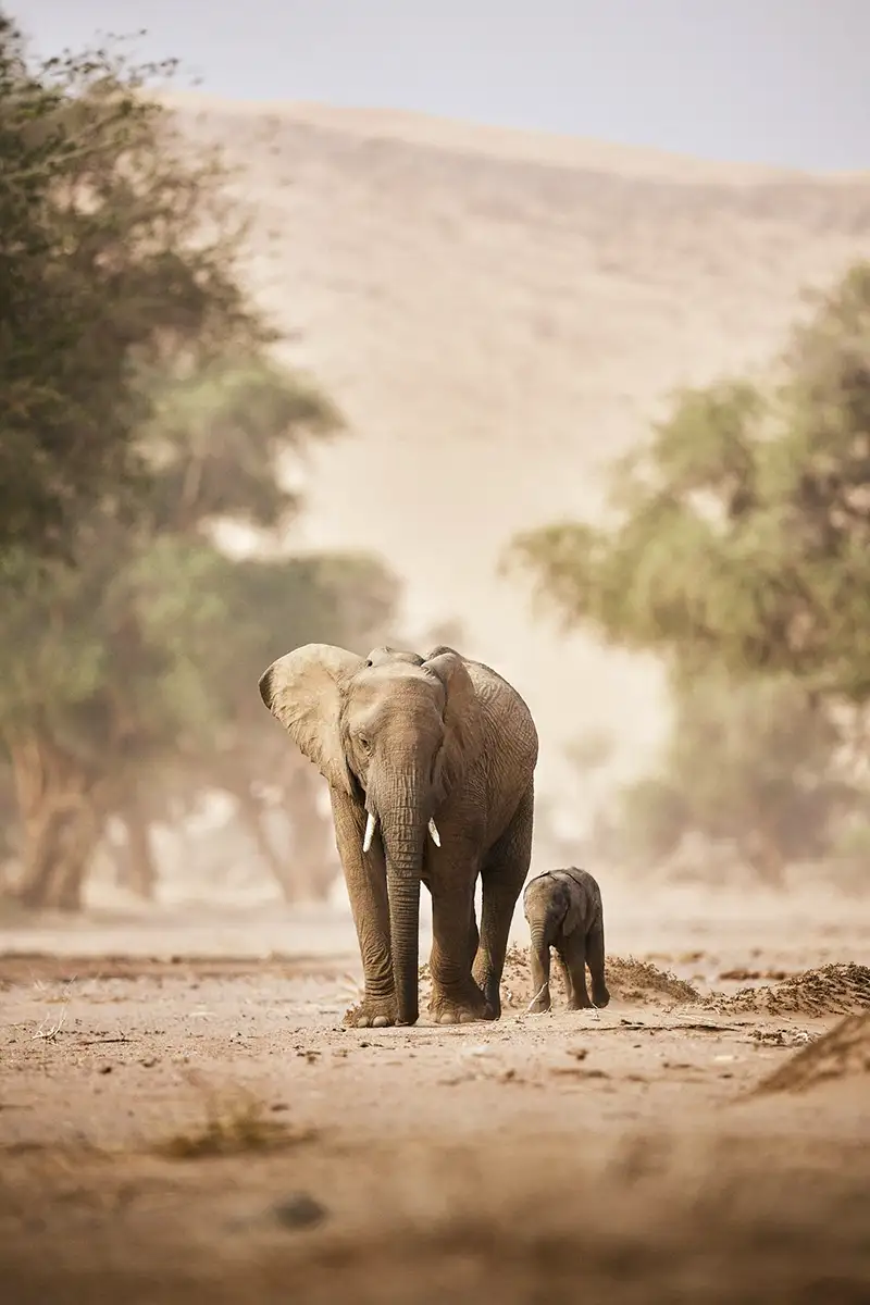 Opastettu valokuvamatka Wild Namibia