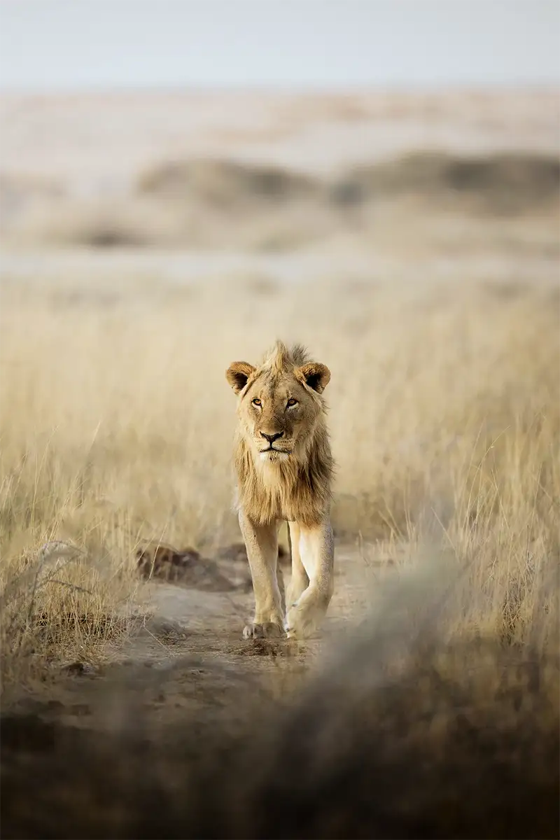 Opastettu valokuvamatka Wild Namibia