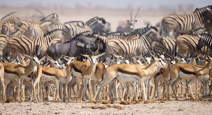 Opastettu valokuvamatka Wild Namibia
